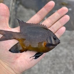 ソラスズメダイ