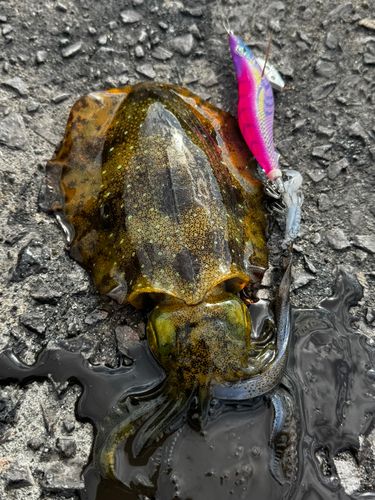 アオリイカの釣果