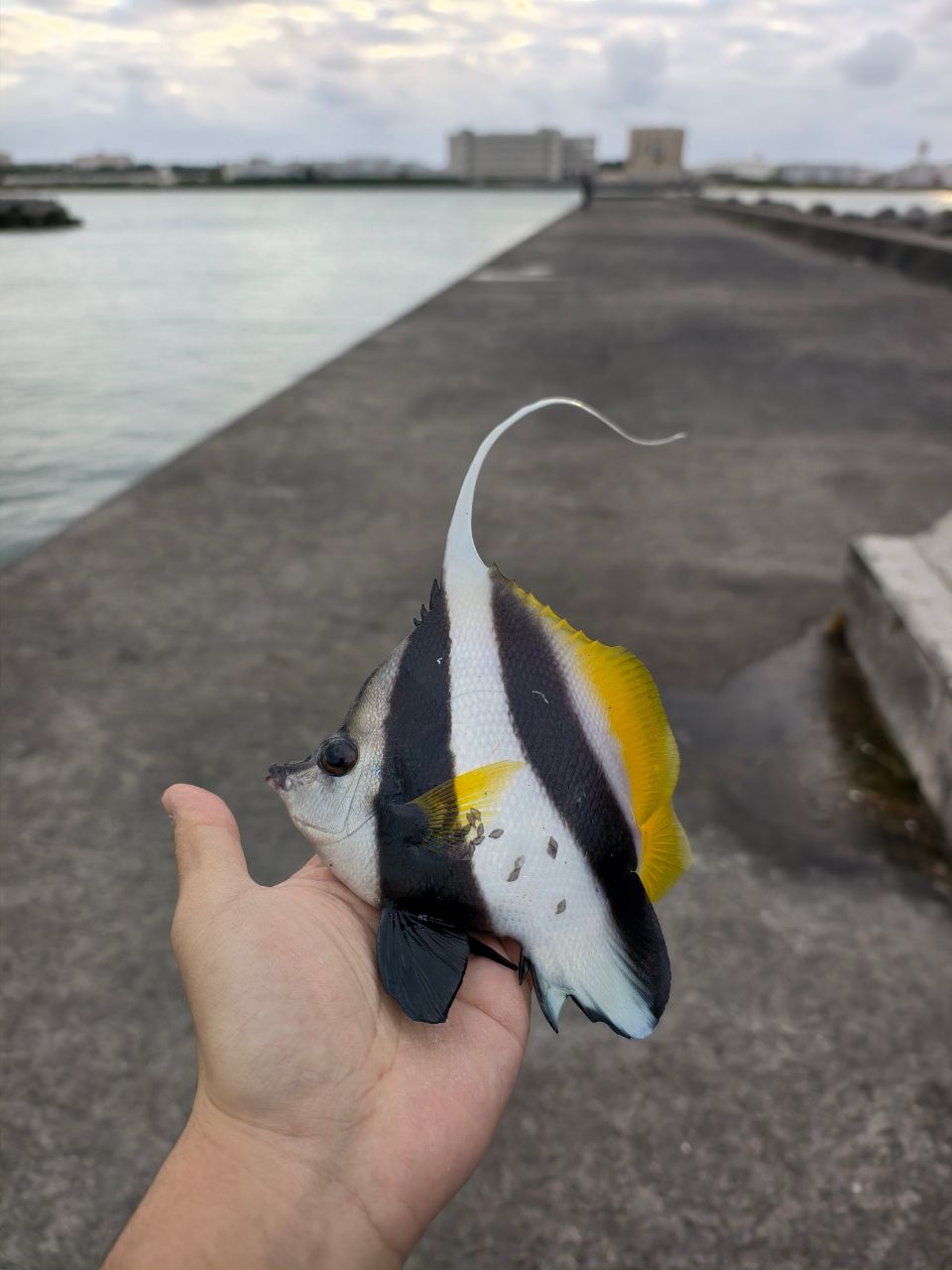 オニハタタテダイ