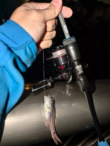 オオスジイシモチの釣果