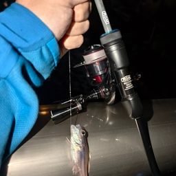 オオスジイシモチ