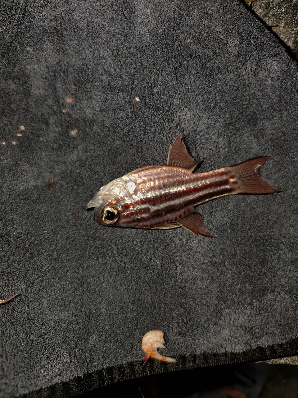 オオスジイシモチ