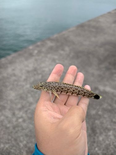 オグロトラギスの釣果