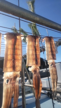 ヤリイカの釣果