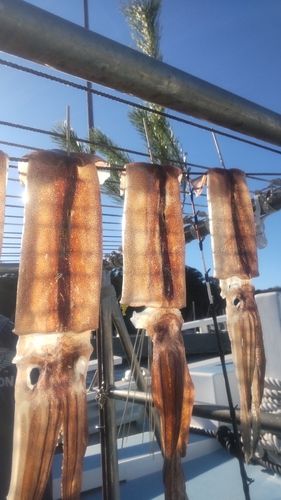 ヤリイカの釣果