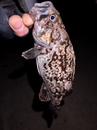 クロソイの釣果