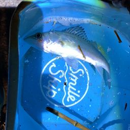 セイゴ（マルスズキ）