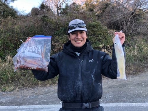 ヤリイカの釣果