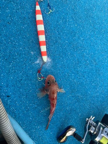 ユメカサゴの釣果