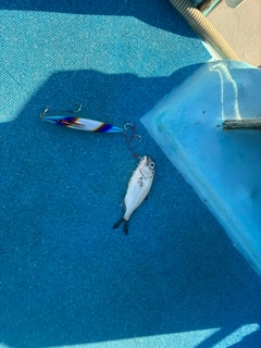 ギンメダイの釣果