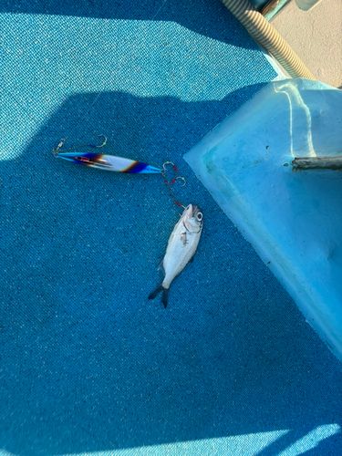 ギンメダイの釣果