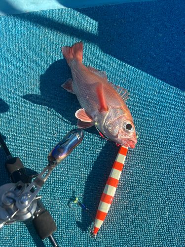 アカムツの釣果