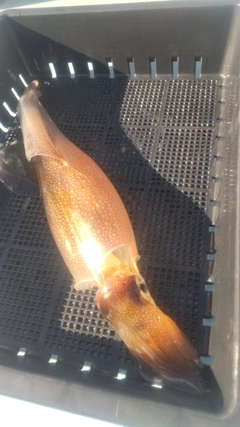 ヤリイカの釣果