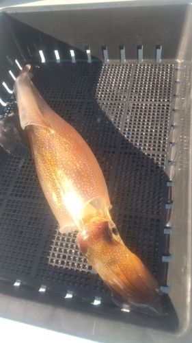 ヤリイカの釣果