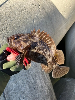 ムラソイの釣果