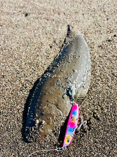 シタビラメの釣果