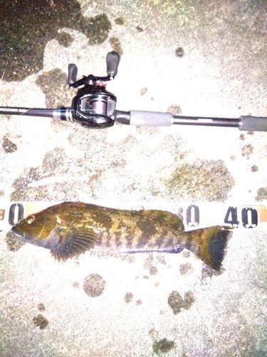 アイナメの釣果