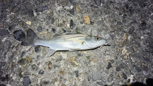 セイゴ（マルスズキ）の釣果