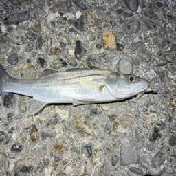 セイゴ（マルスズキ）