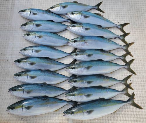 ハマチの釣果