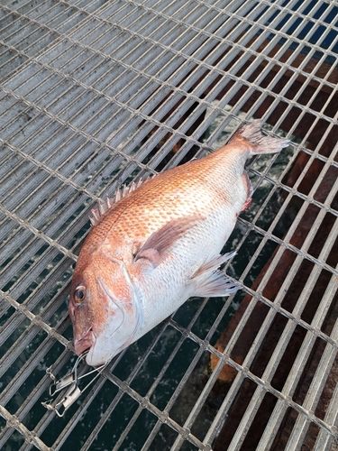 マダイの釣果