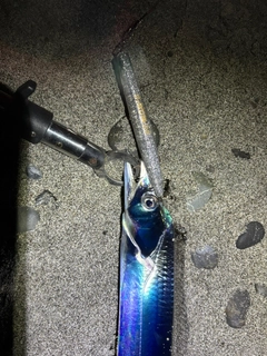 タチウオの釣果