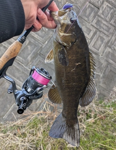 スモールマウスバスの釣果