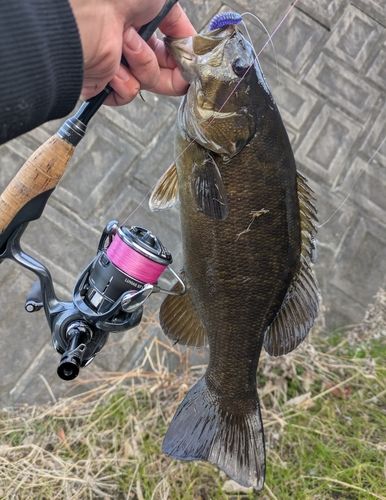 スモールマウスバスの釣果