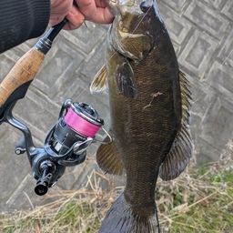 スモールマウスバス