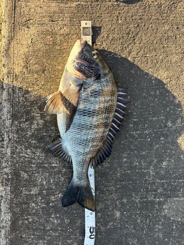 クロダイの釣果