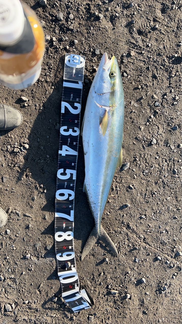 まるまるさーん さんの 2026年01月08日のブリの釣り・釣果情報(鹿児島県 - 肝属川河口) - アングラーズ | 釣果600万件の魚釣り ...