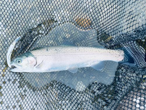 ニジマスの釣果