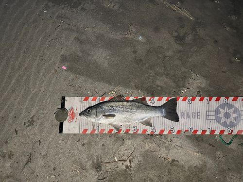 ヒラスズキの釣果