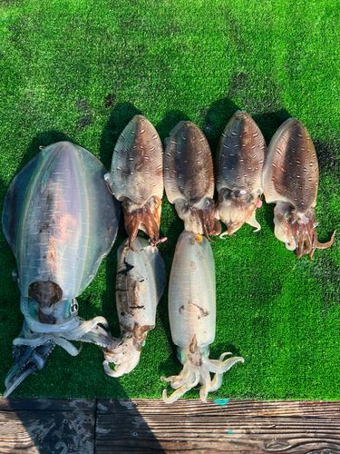 ビンチョウマグロの釣果