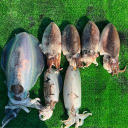 ビンチョウマグロ