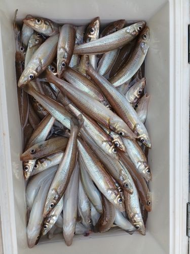 シロギスの釣果