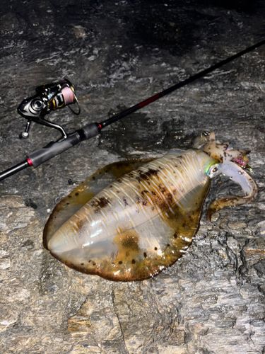 アオリイカの釣果