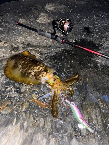 アオリイカの釣果