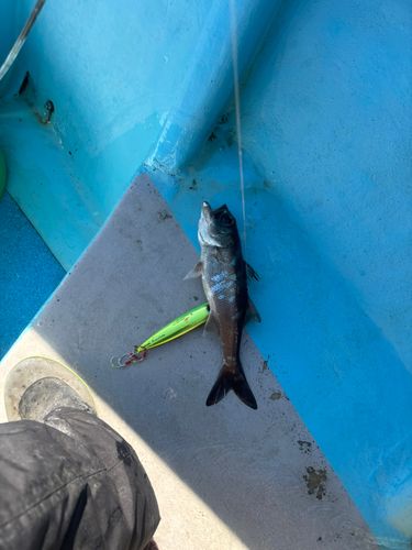 クロムツの釣果