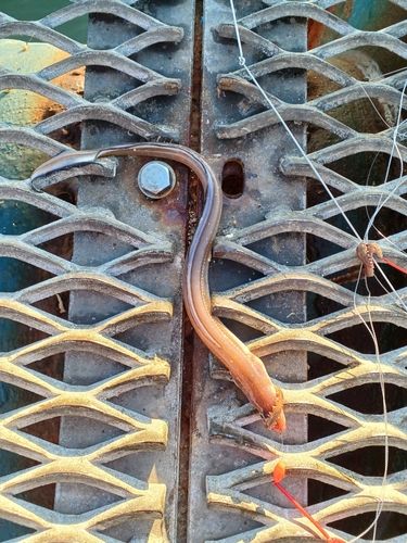 マアナゴの釣果