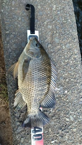 ティラピアの釣果