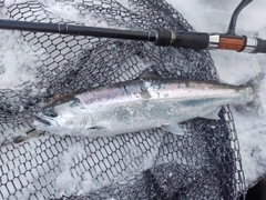 サクラマスの釣果