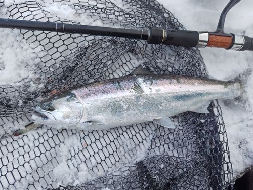 サクラマスの釣果