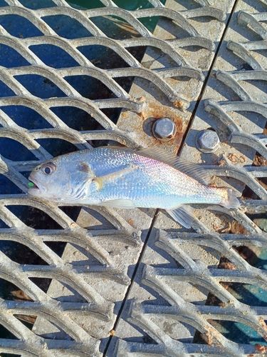 イシモチの釣果