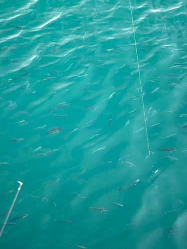 イワシの釣果