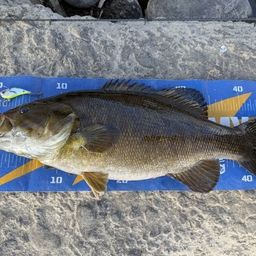 スモールマウスバス