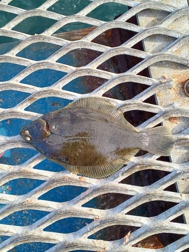 マコガレイの釣果