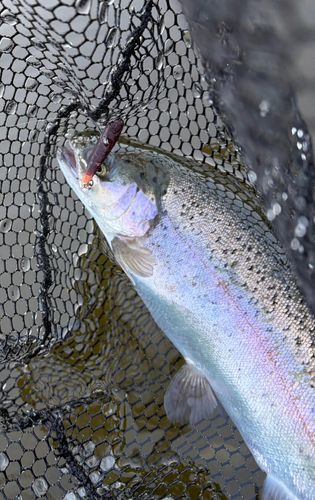 ニジマスの釣果