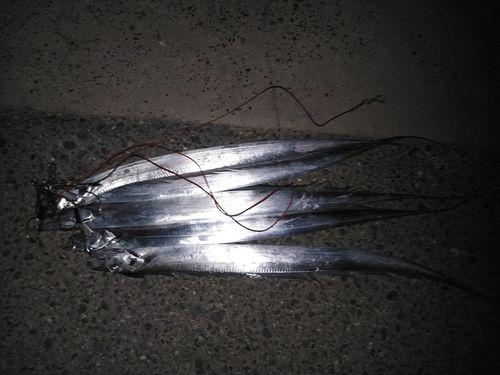 タチウオの釣果