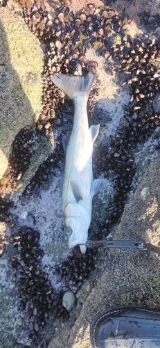 フッコ（マルスズキ）の釣果